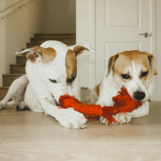 Pet products for dogs need quality control inspection