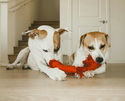 Pet products for dogs need quality control inspection