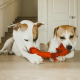 Pet products for dogs need quality control inspection